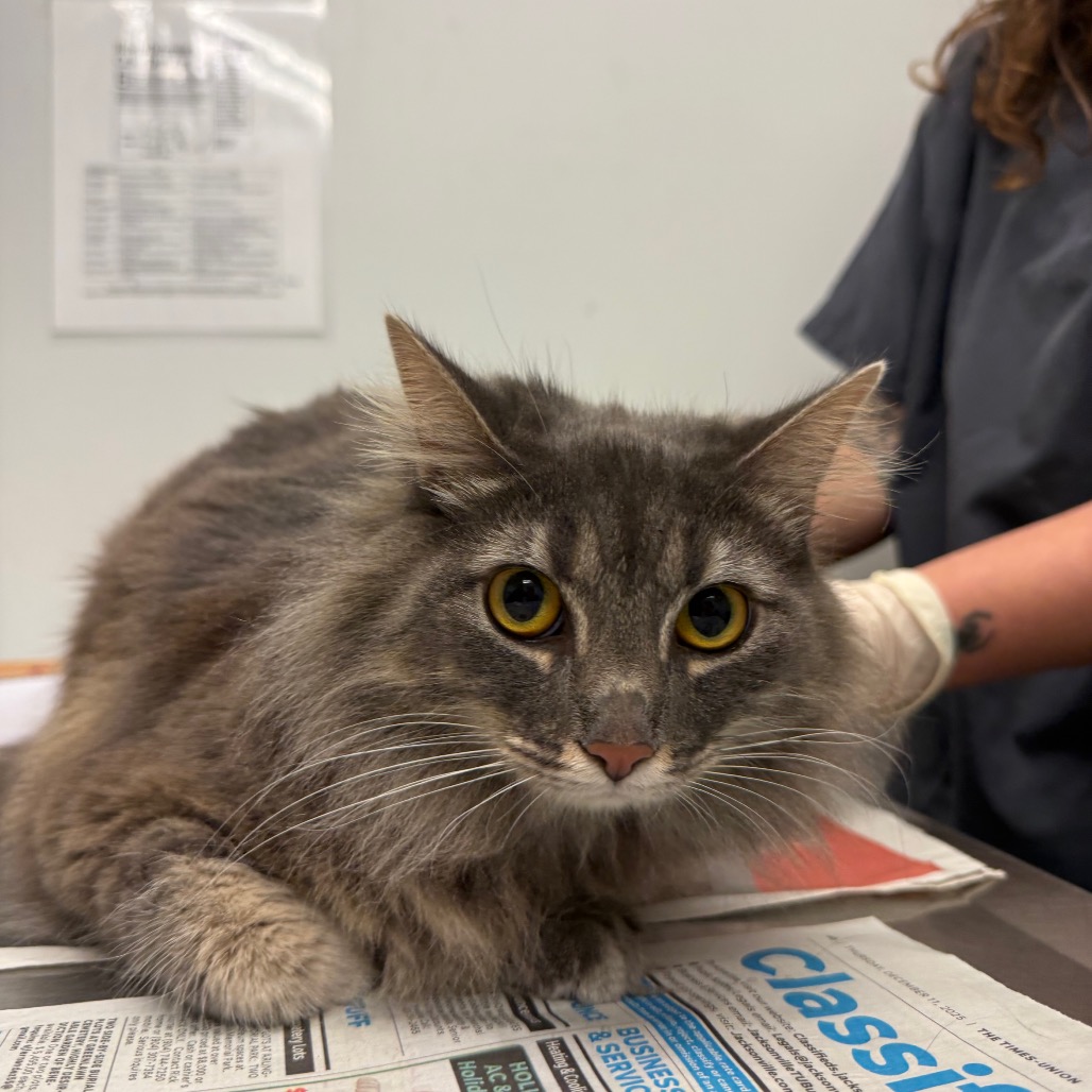 CHLOE - Domestic Medium Hair available for adoption