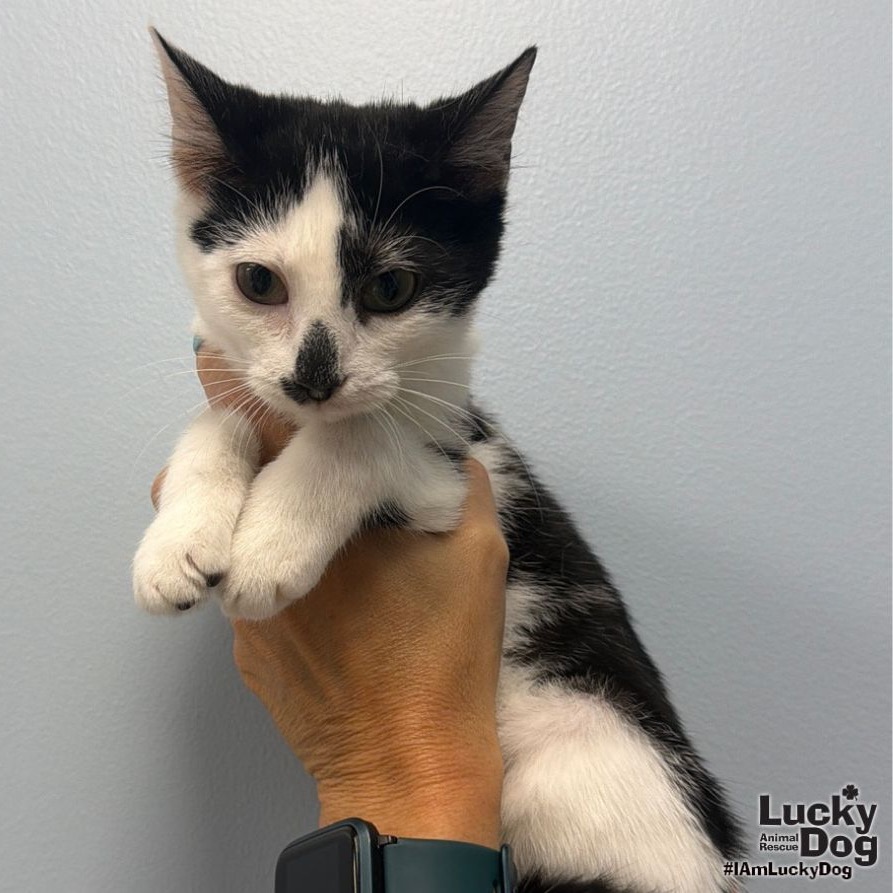 LADY MAY - Domestic Shorthair available for adoption