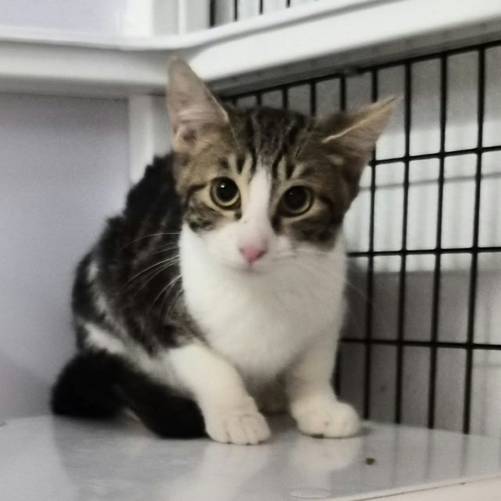 SWEET POTATO - Domestic Medium Hair available for adoption