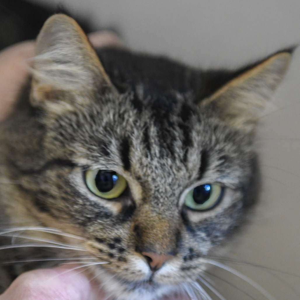 Granita  - Domestic Shorthair