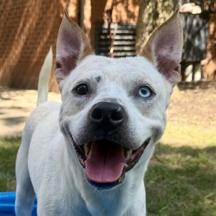 SEBASTIAN - Husky / Mixed Breed (Medium) available for adoption