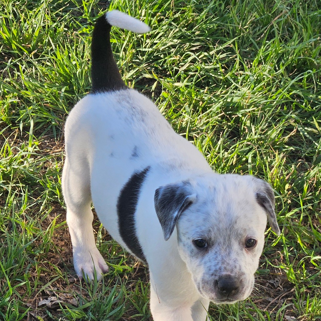 Chip — thumbnail 9