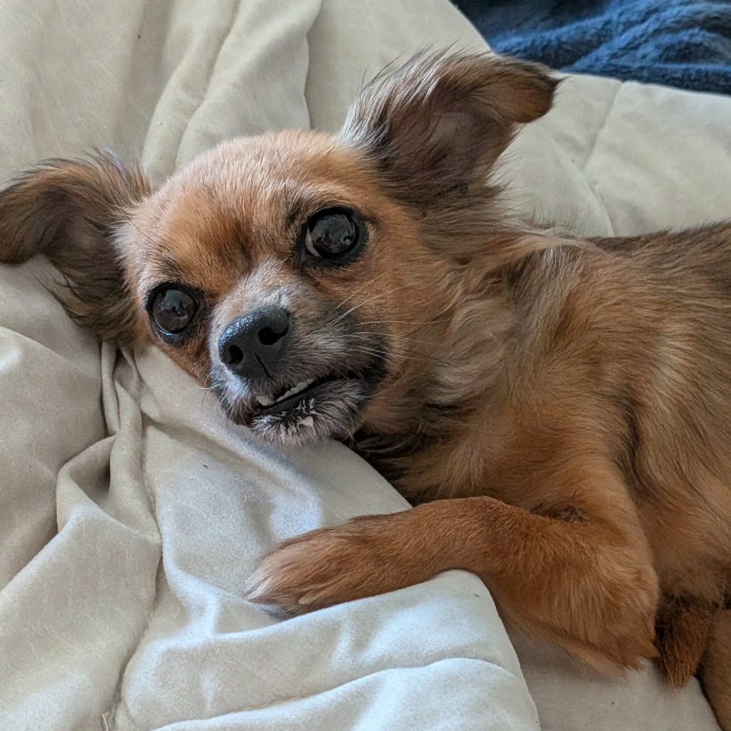 Fluffy bonded with Zoee