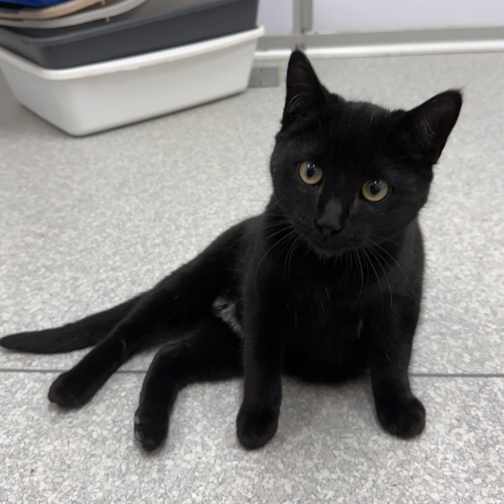 Coal — thumbnail 3