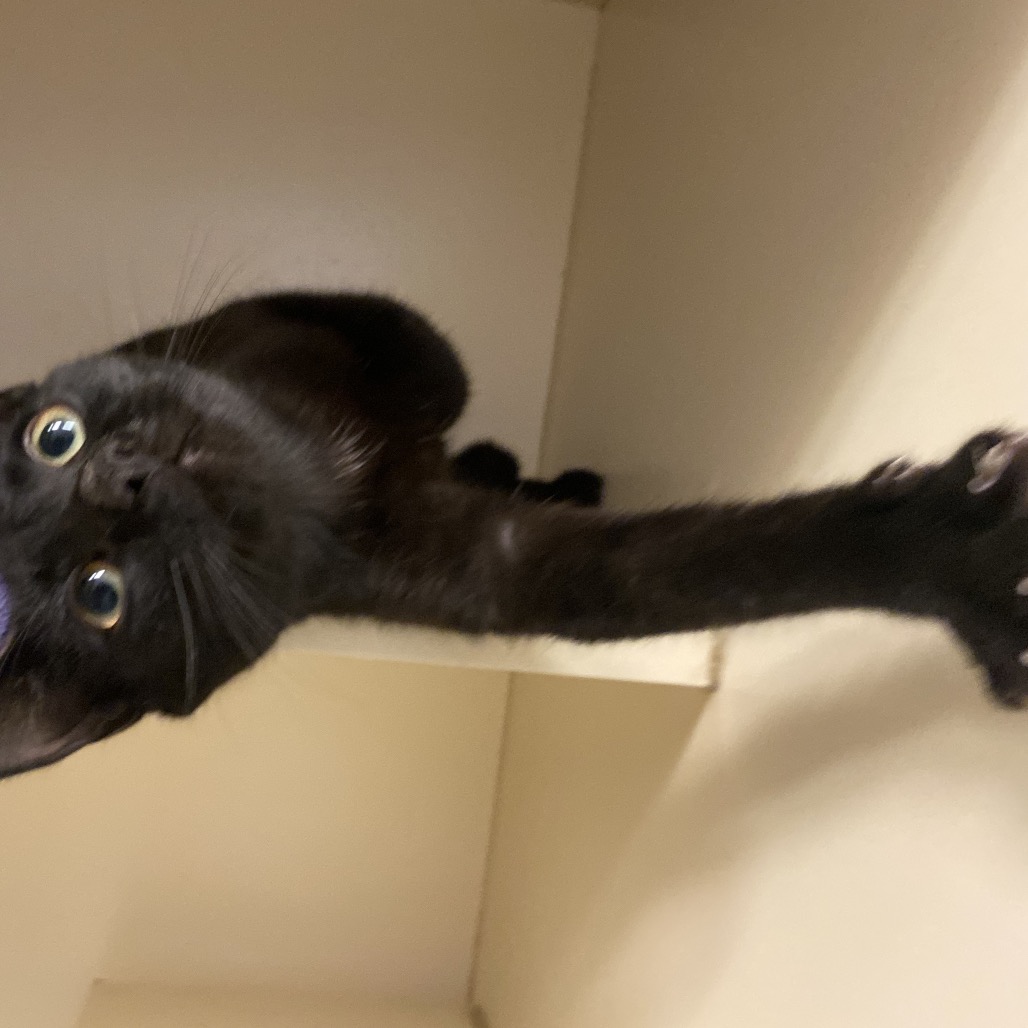 BISCOTTI - Domestic Shorthair available for adoption