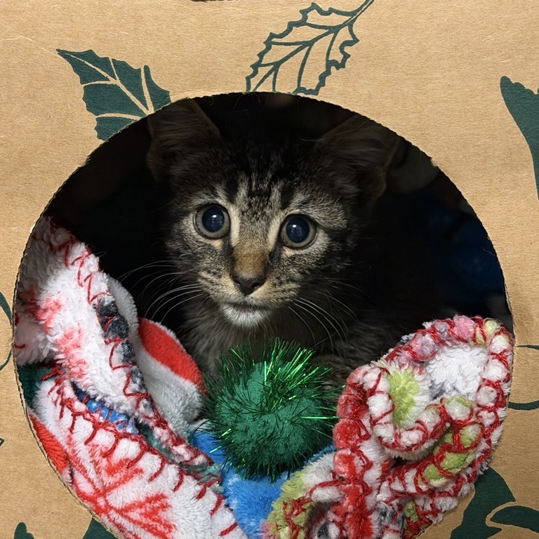 ABBA ZABBA - Domestic Shorthair available for adoption