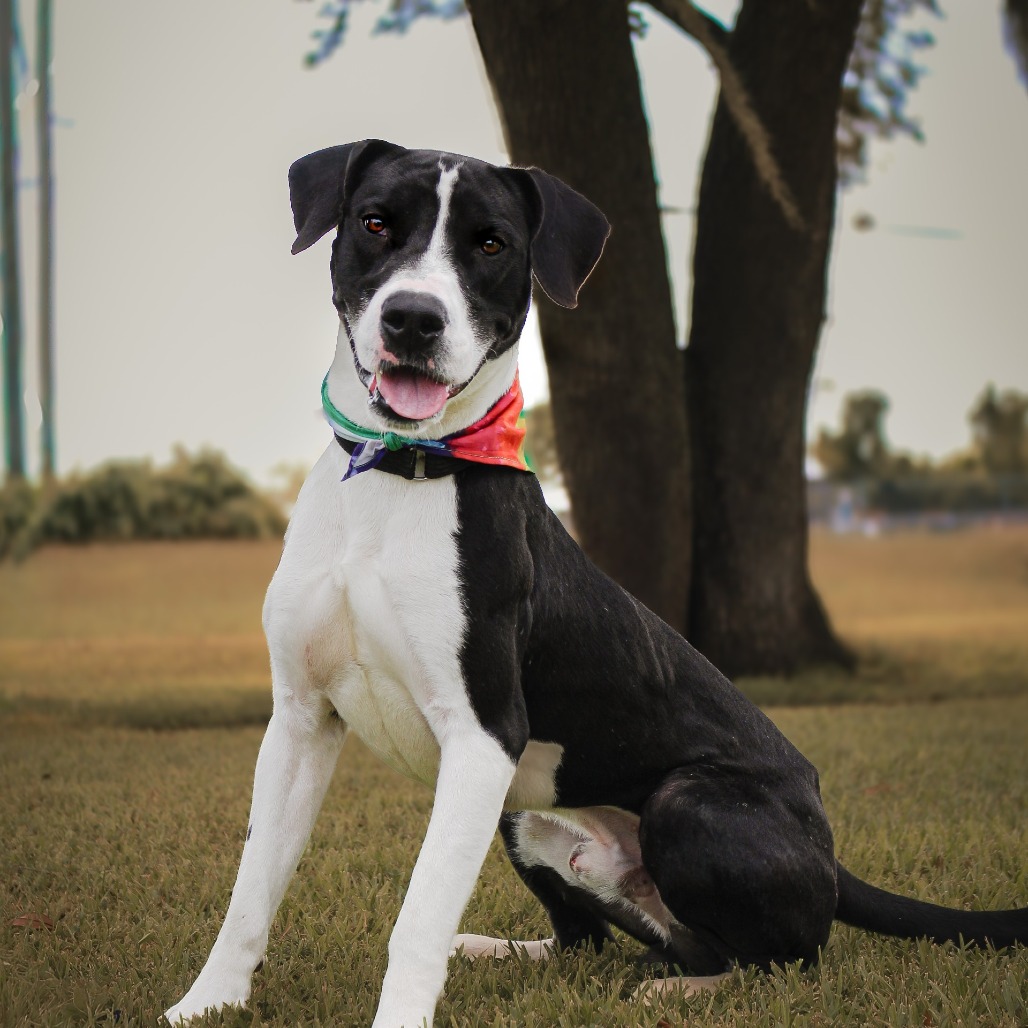 Apollo, an adoptable dog at SPCA-BC