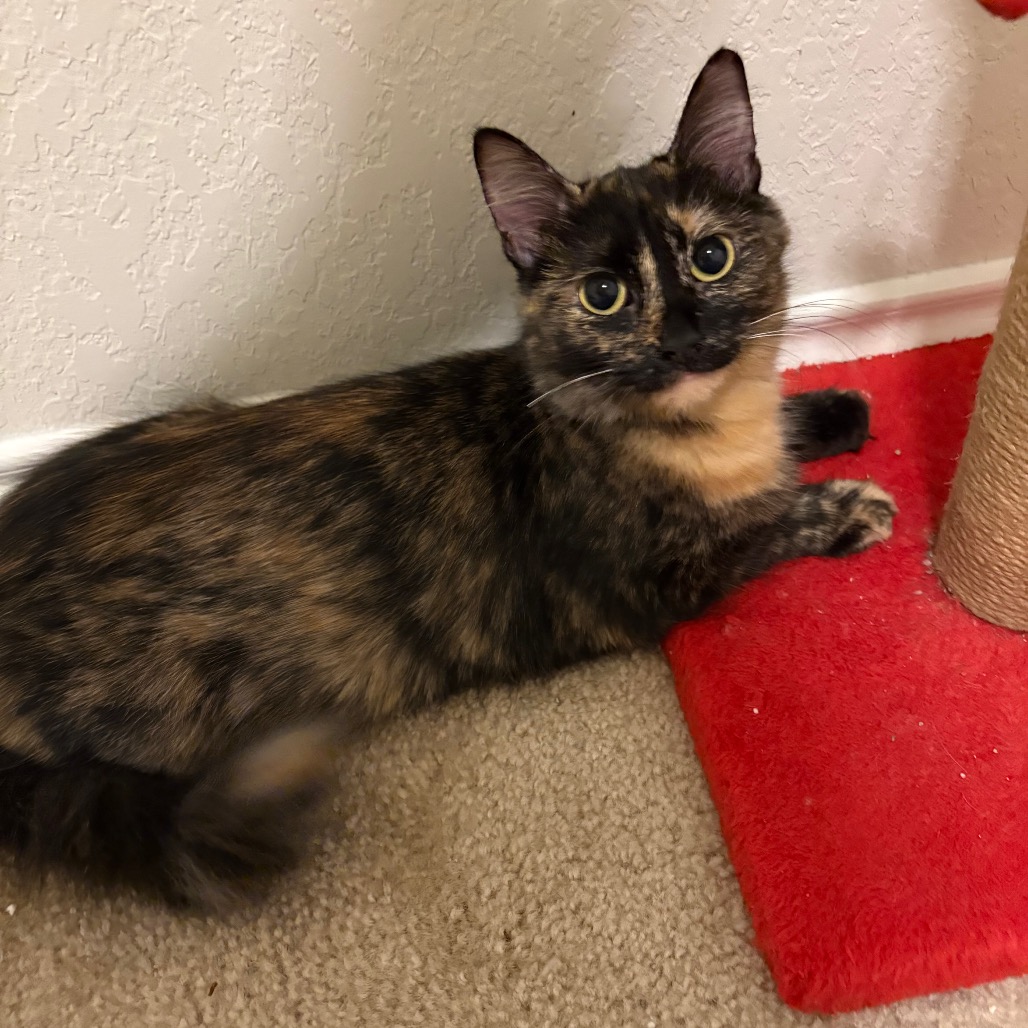 Artemis, photo 7