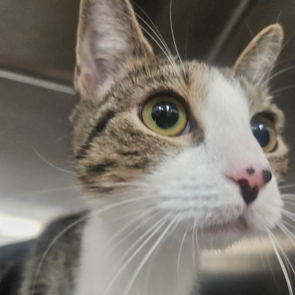 FAYE - Domestic Shorthair available for adoption