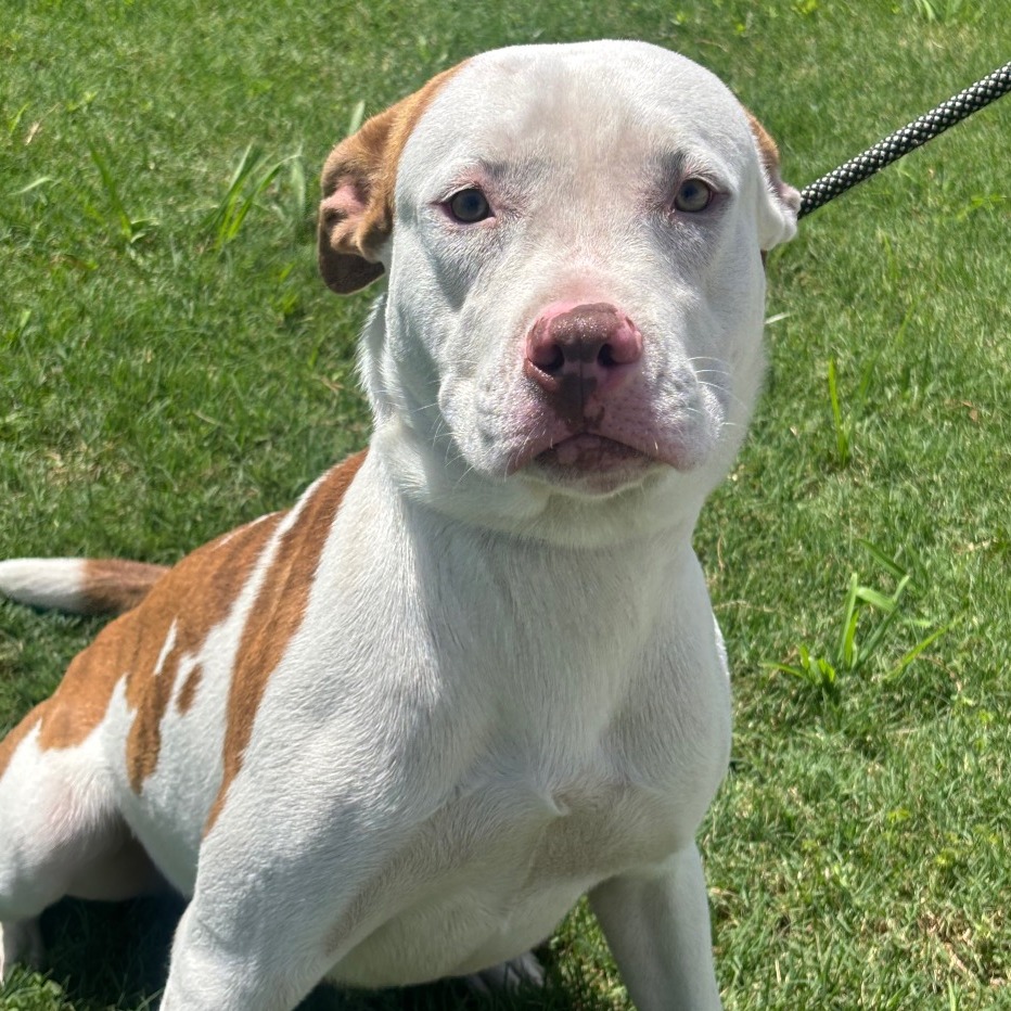 FRANK - Terrier, American Pit Bull / Retriever, Labrador available for adoption