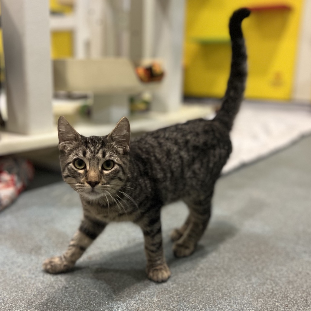 CLEMENTINE - Domestic Shorthair available for adoption