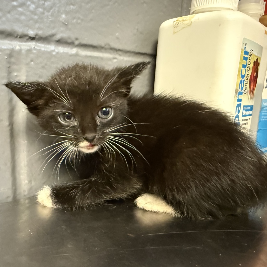 Tusc Stray 84492