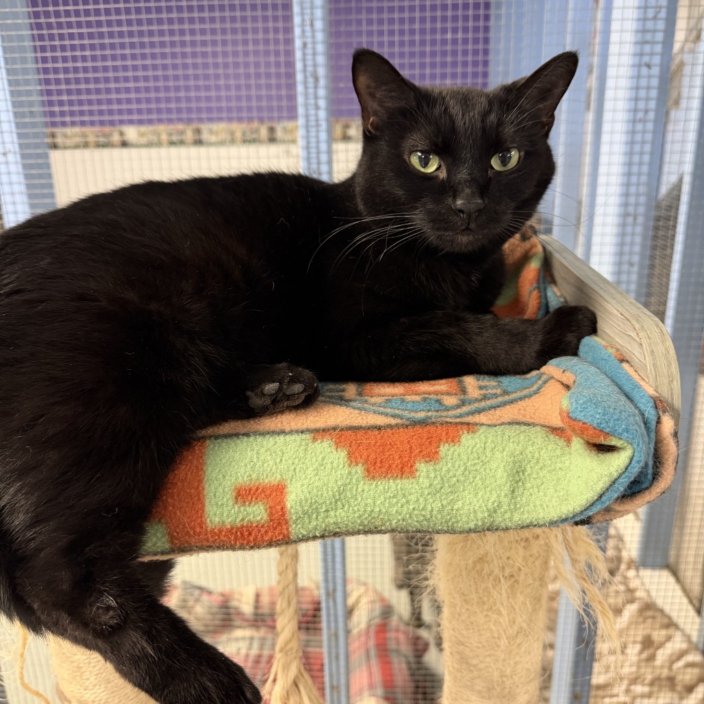 Toothless, available for adoption