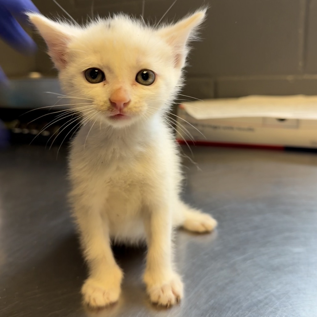 Tusc Stray 84285 2