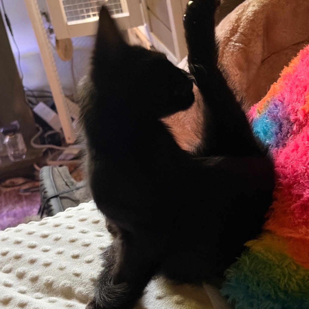 Enderman: I'm in foster, call to meet me!, photo 6