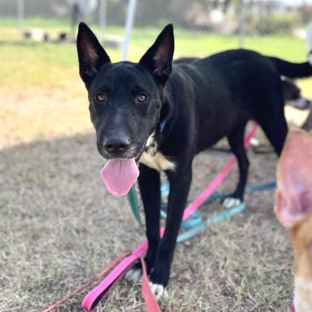 BRISK - Pei, Shar / Mix available for adoption