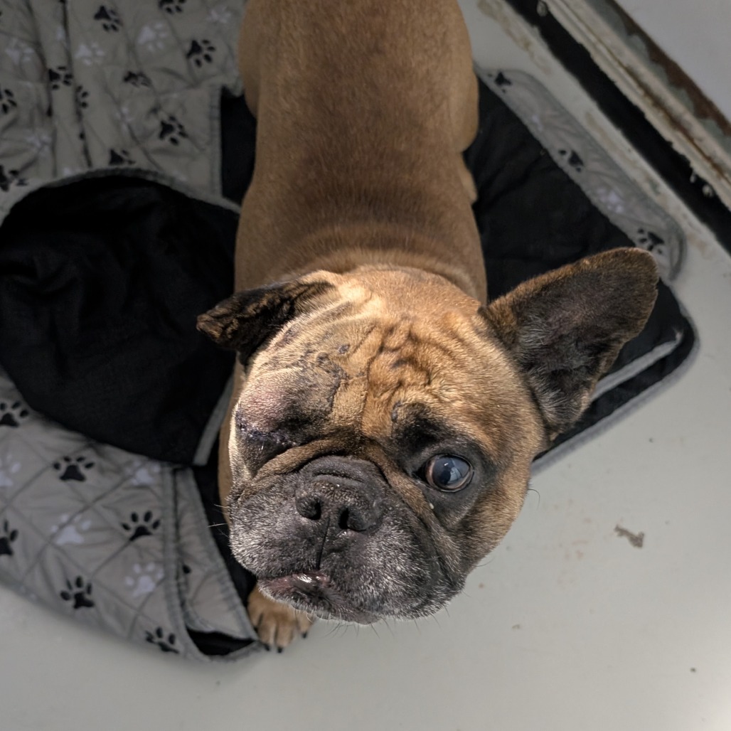 WIGGINS — thumbnail 3