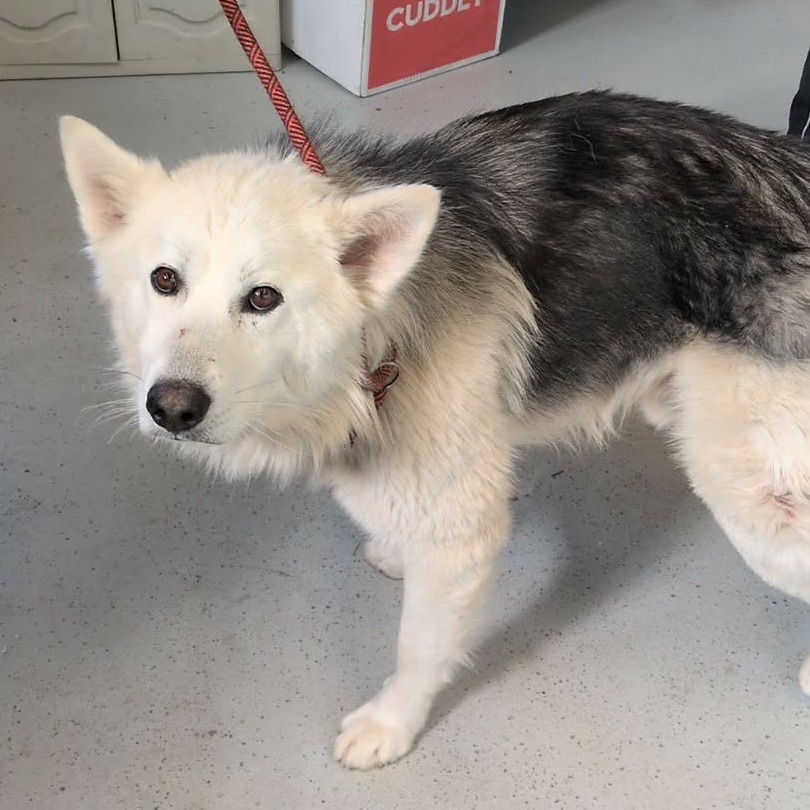 Gordy — thumbnail 2