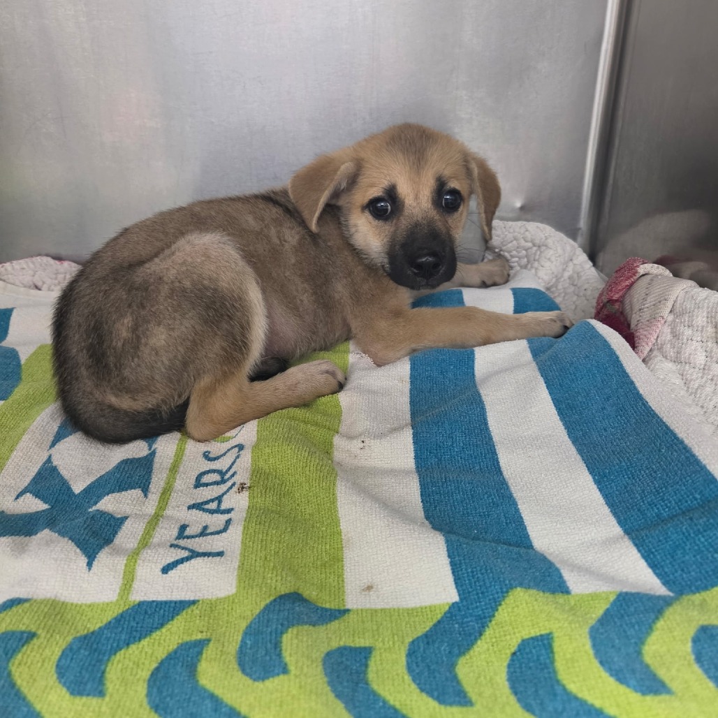 SILVER - Mixed Breed (Medium) available for adoption