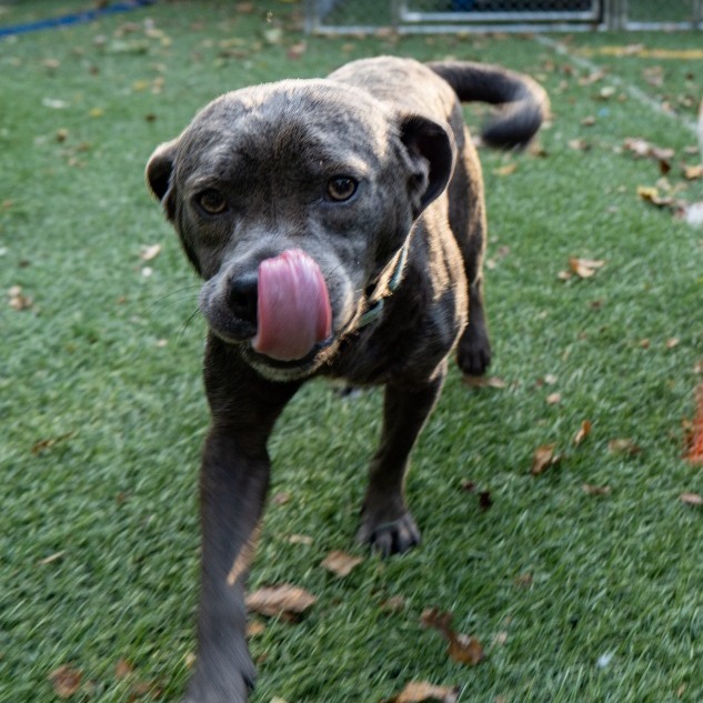 BONES - Beagle / Mix available for adoption