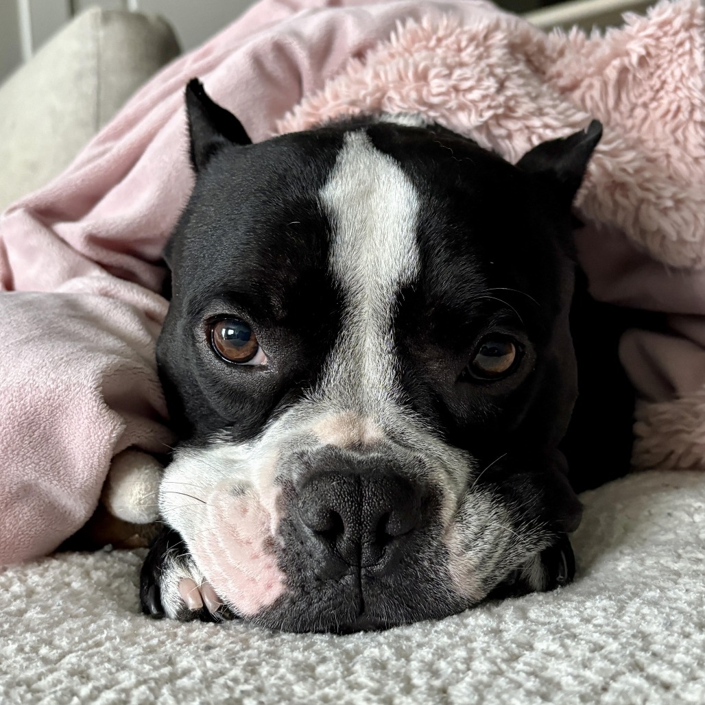 Dorothea — thumbnail 7