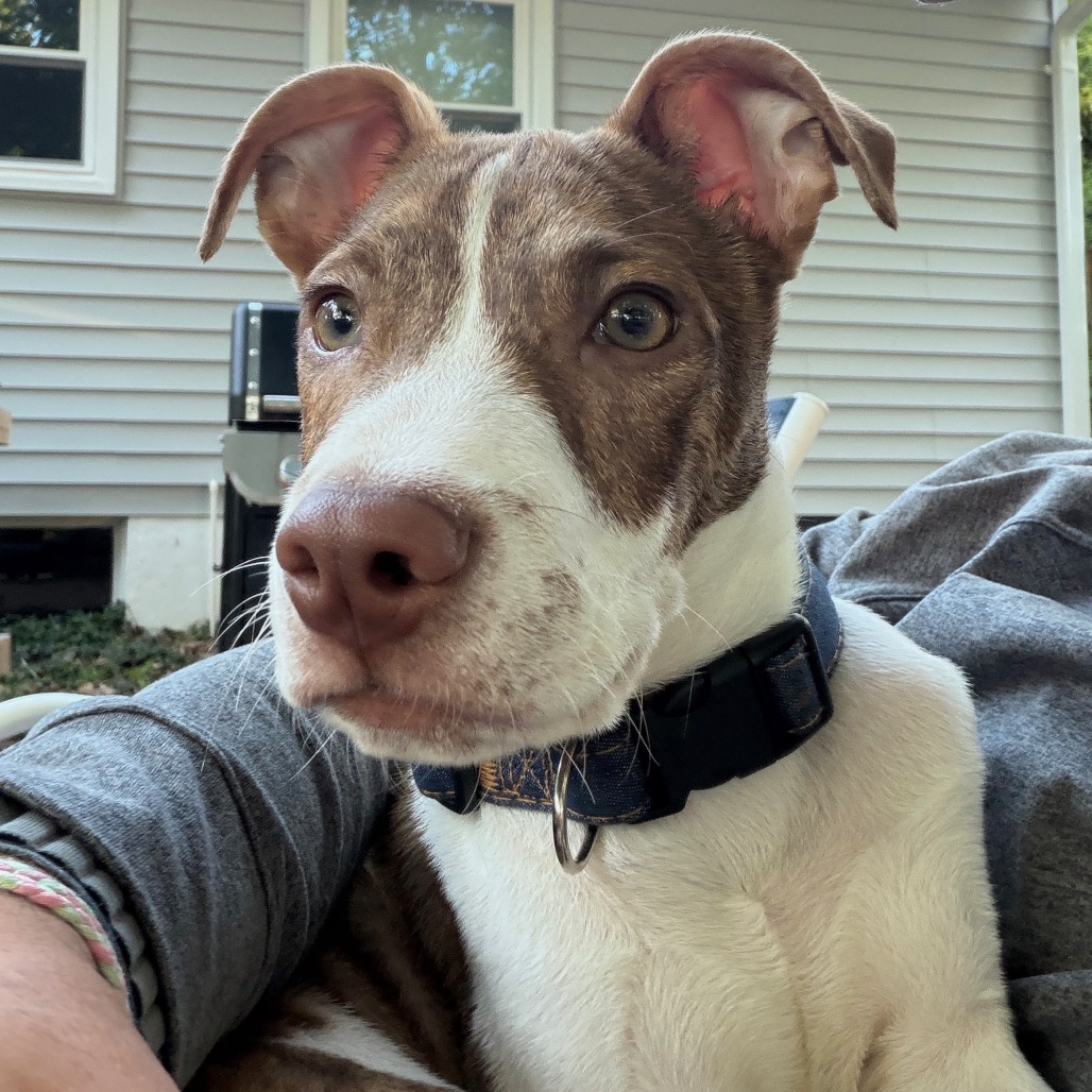 RYDER - Mixed Breed (Medium) available for adoption