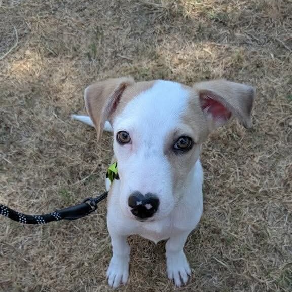 Photo of Chance