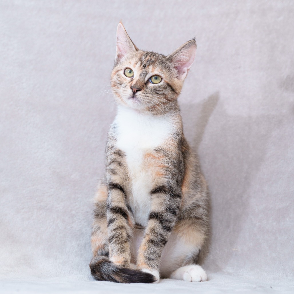 AMARA - Domestic Shorthair for adoption in Sunnyvale