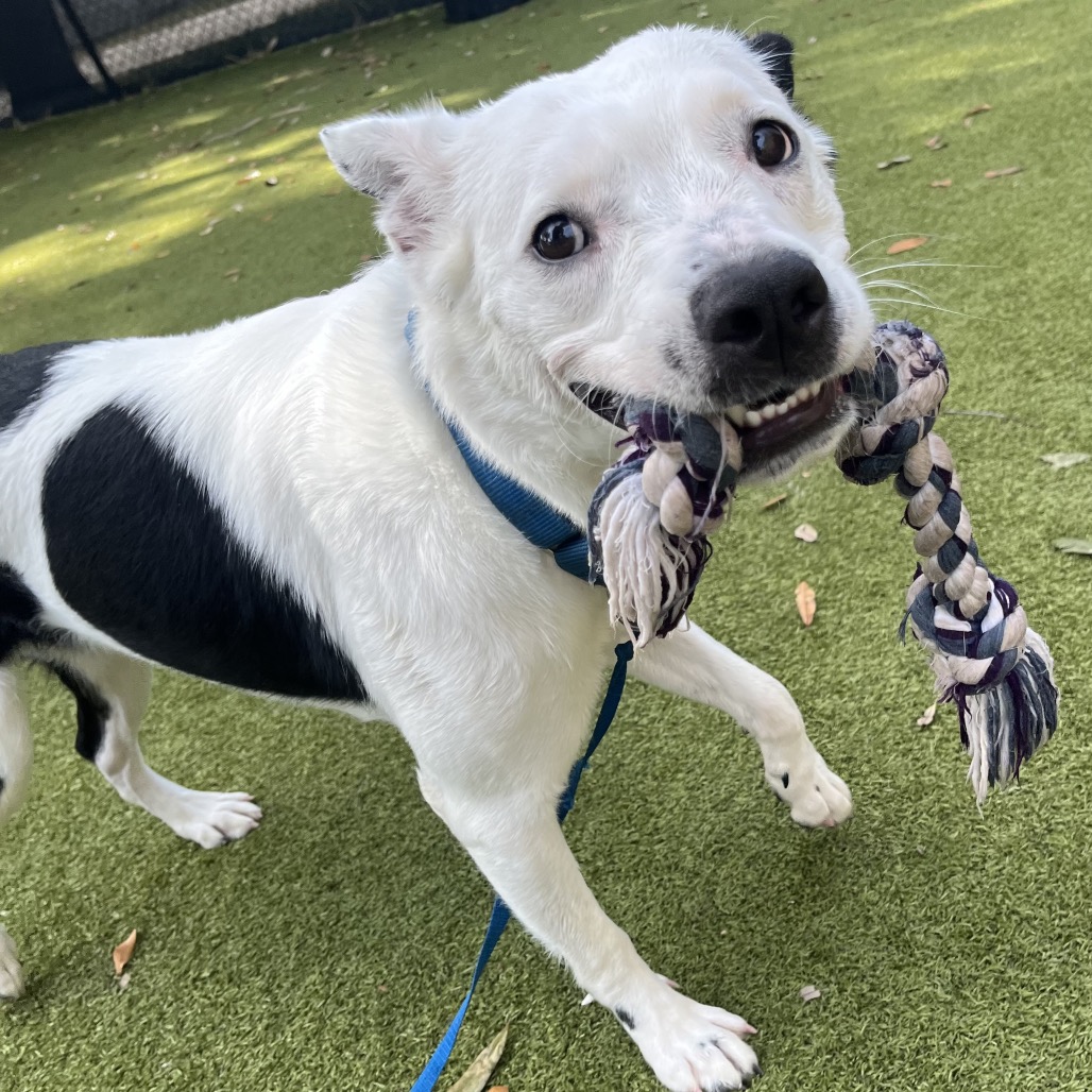 Claire 💎 is available for adoption at Humane Society of Sarasota County
