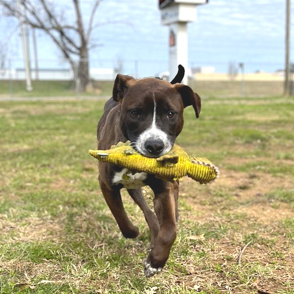 Hugo — thumbnail 9