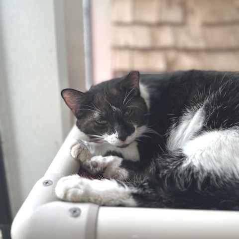 Kittle