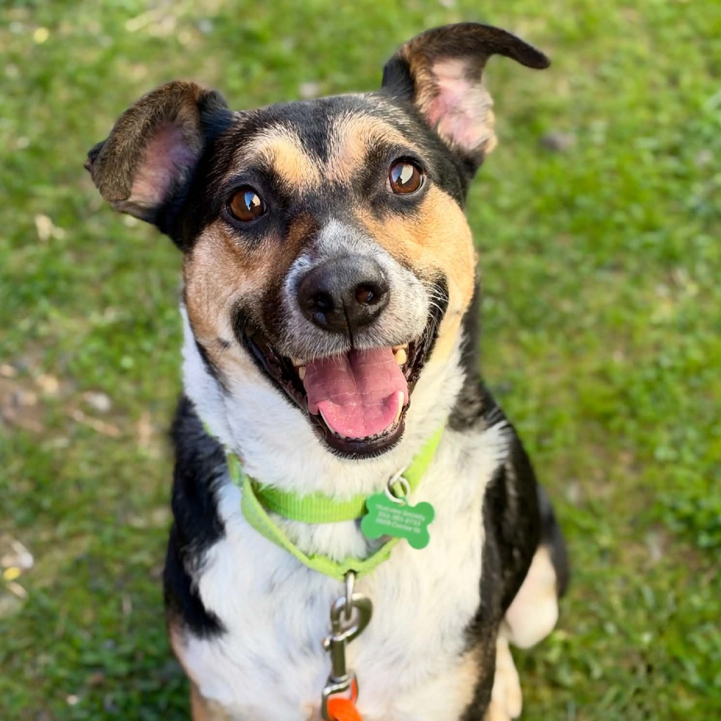 Cattle Dog