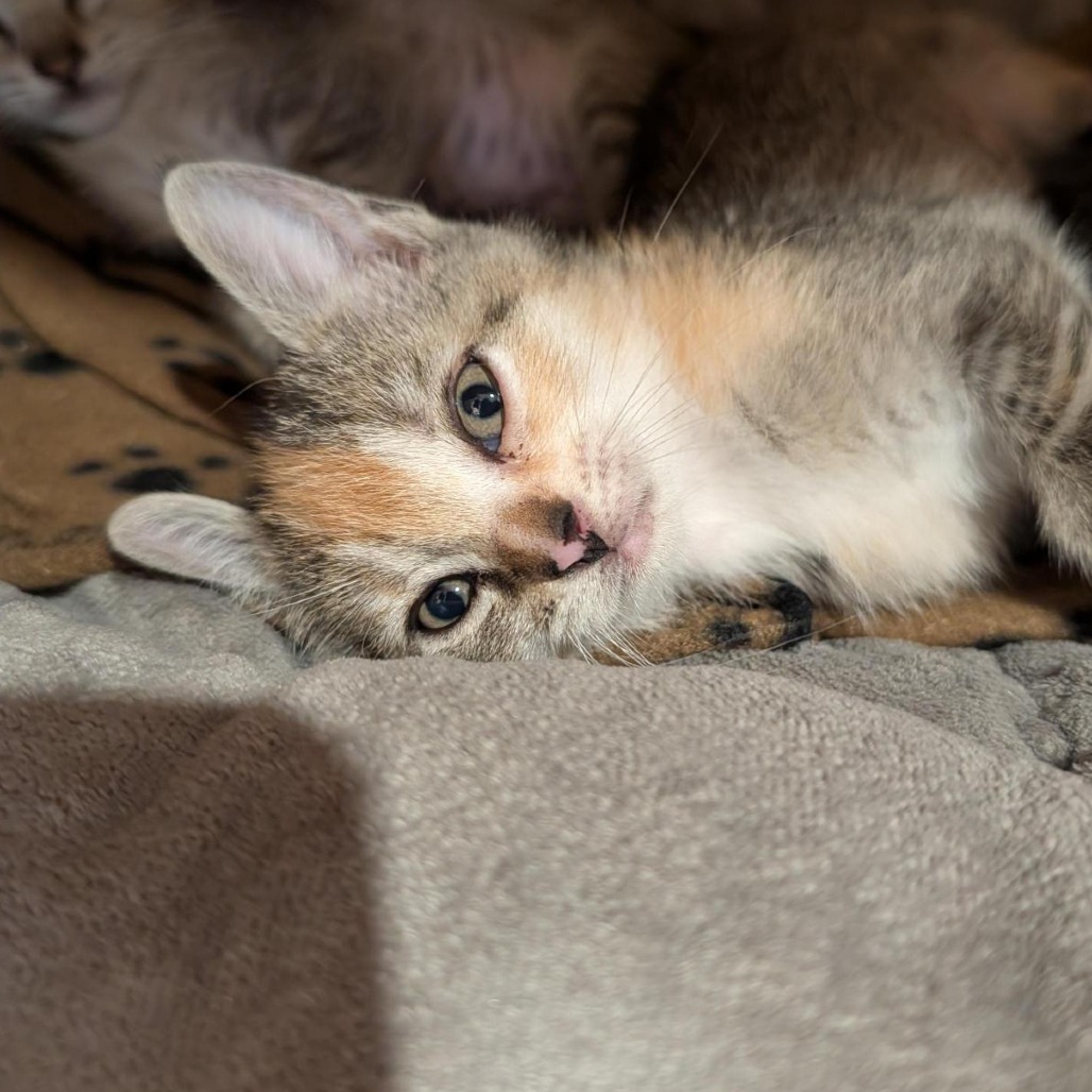 AIR FRYER - Domestic Shorthair available for adoption