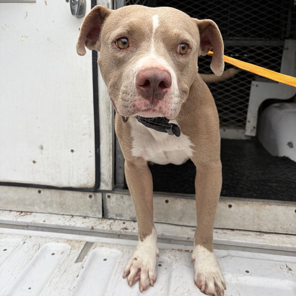 FESTER ADAMS - Terrier / Pit Bull available for adoption