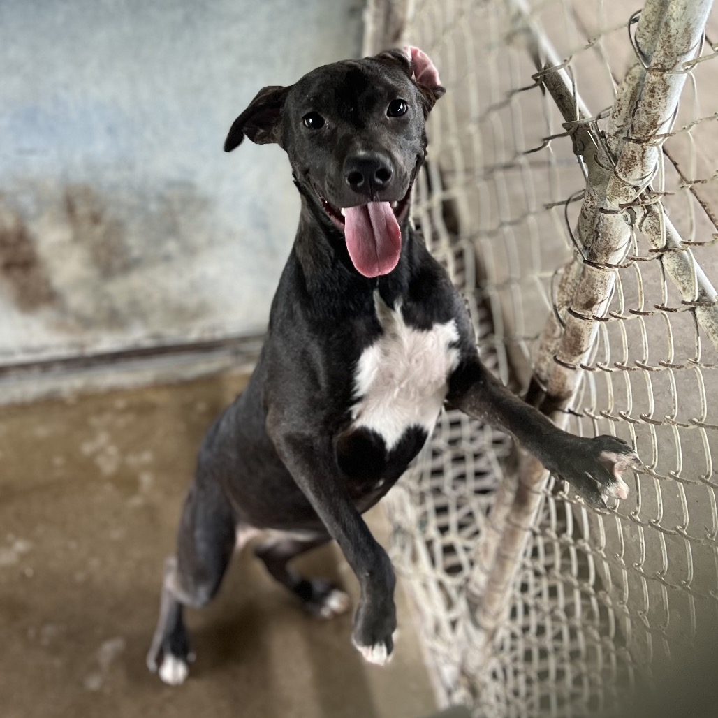 DAVINA - Shepherd available for adoption