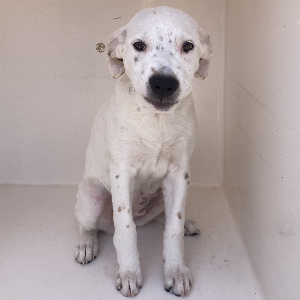 GHOST TOAST - Dalmatian / Mix available for adoption