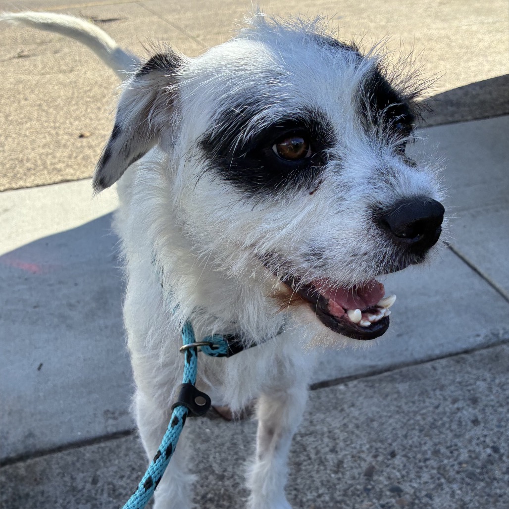 Frankie - Costa Mesa Location, photo 3