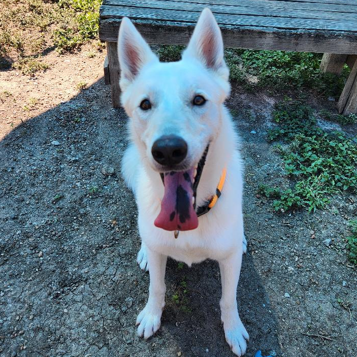 Photo of Baymax, a dog adopted from Gulf Coast Humane Society
