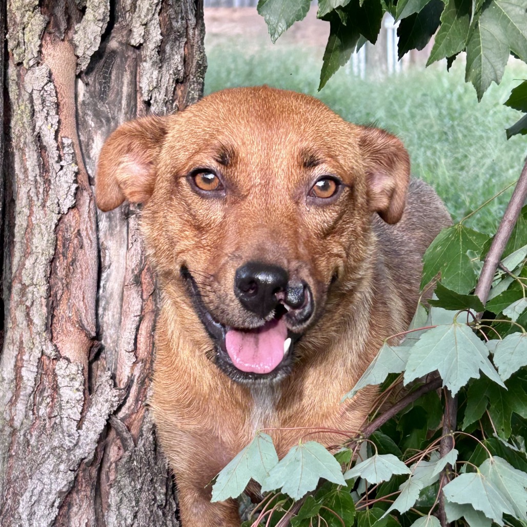 Gracie, a medium red and mahogany dog