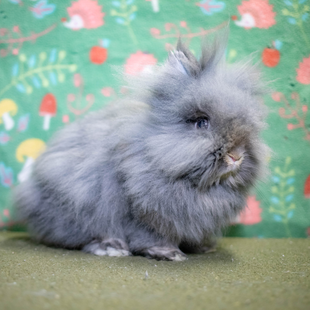 Poppy, photo 16