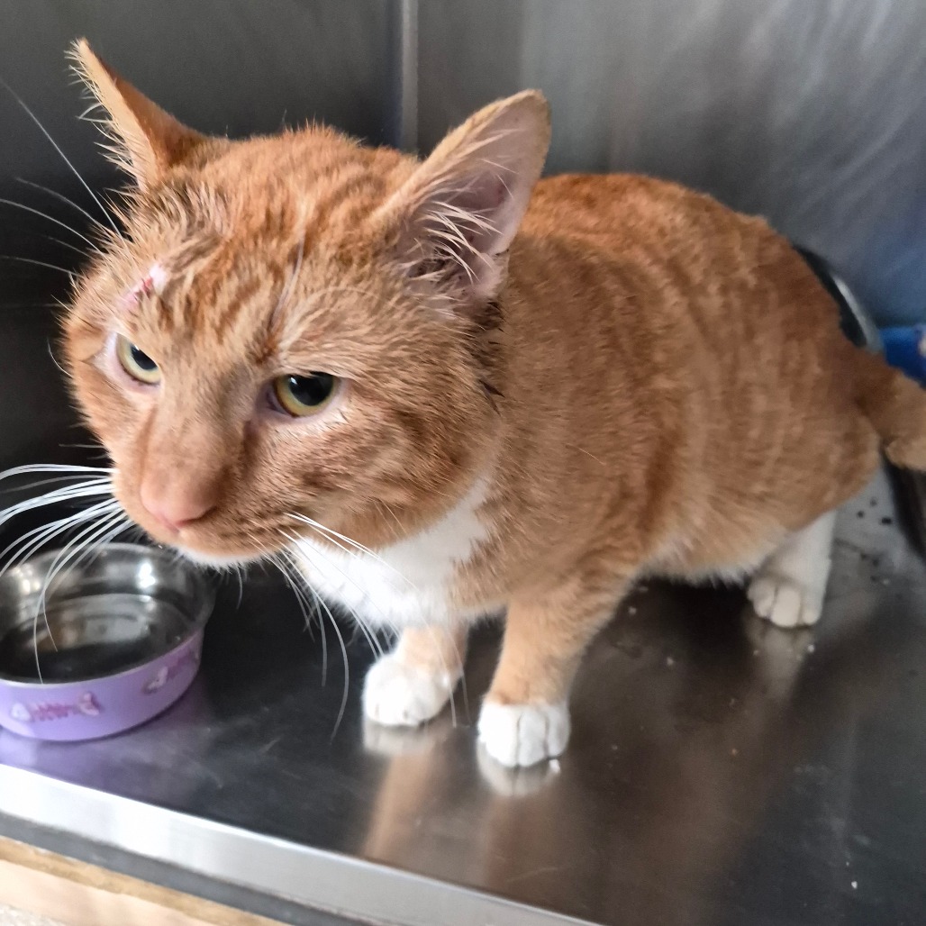 Creamsicle — thumbnail 2