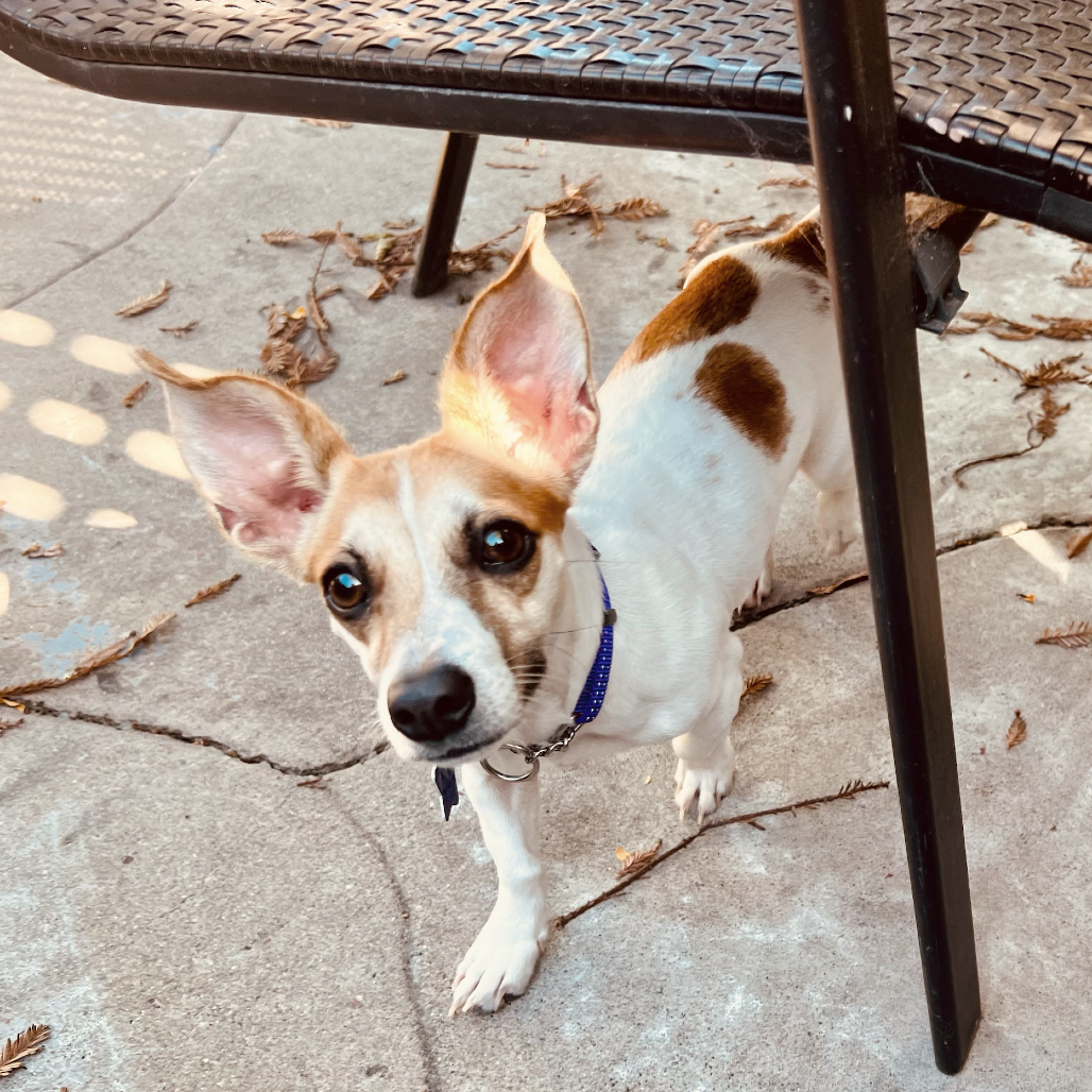 Petunia — thumbnail 5