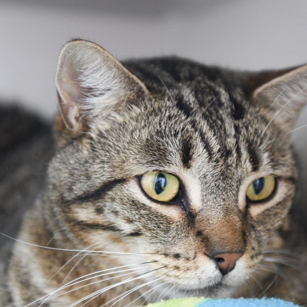 Billy - Domestic Shorthair