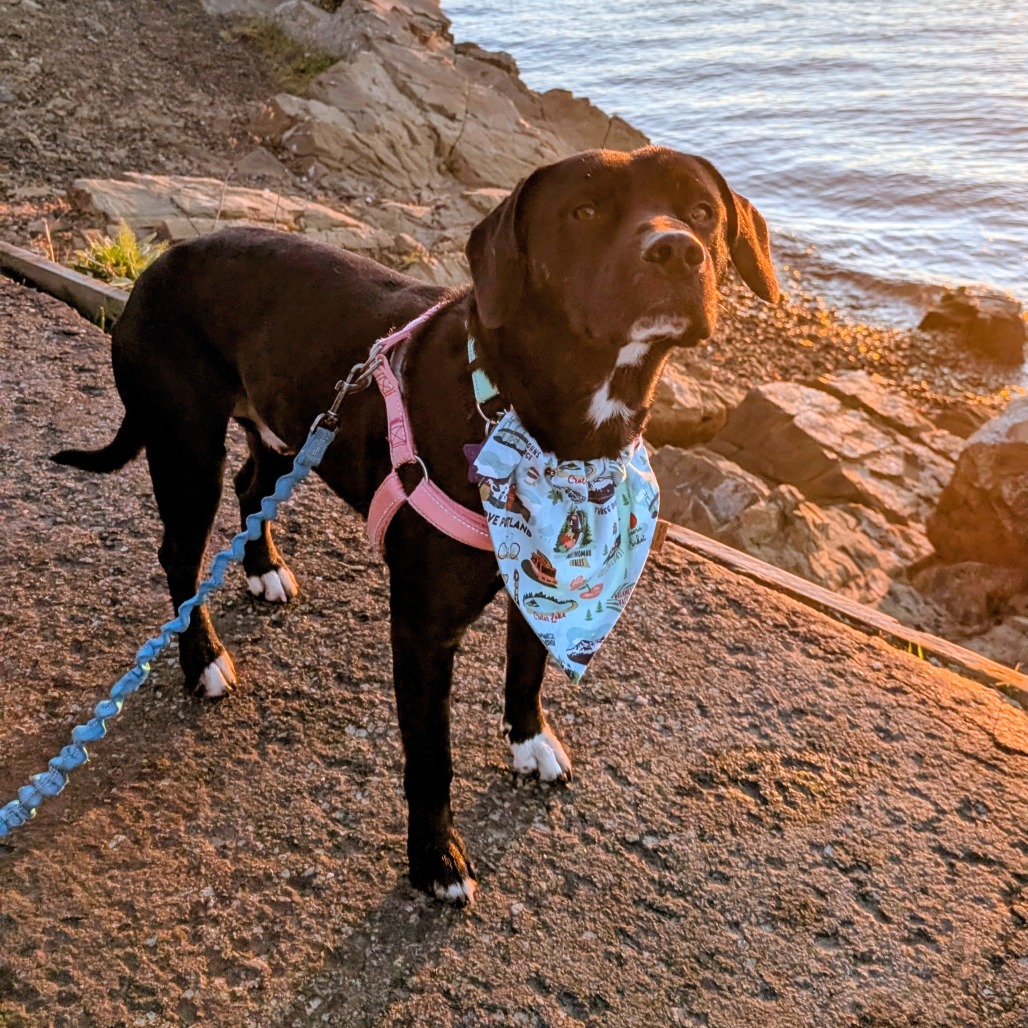 Vesper — thumbnail 3