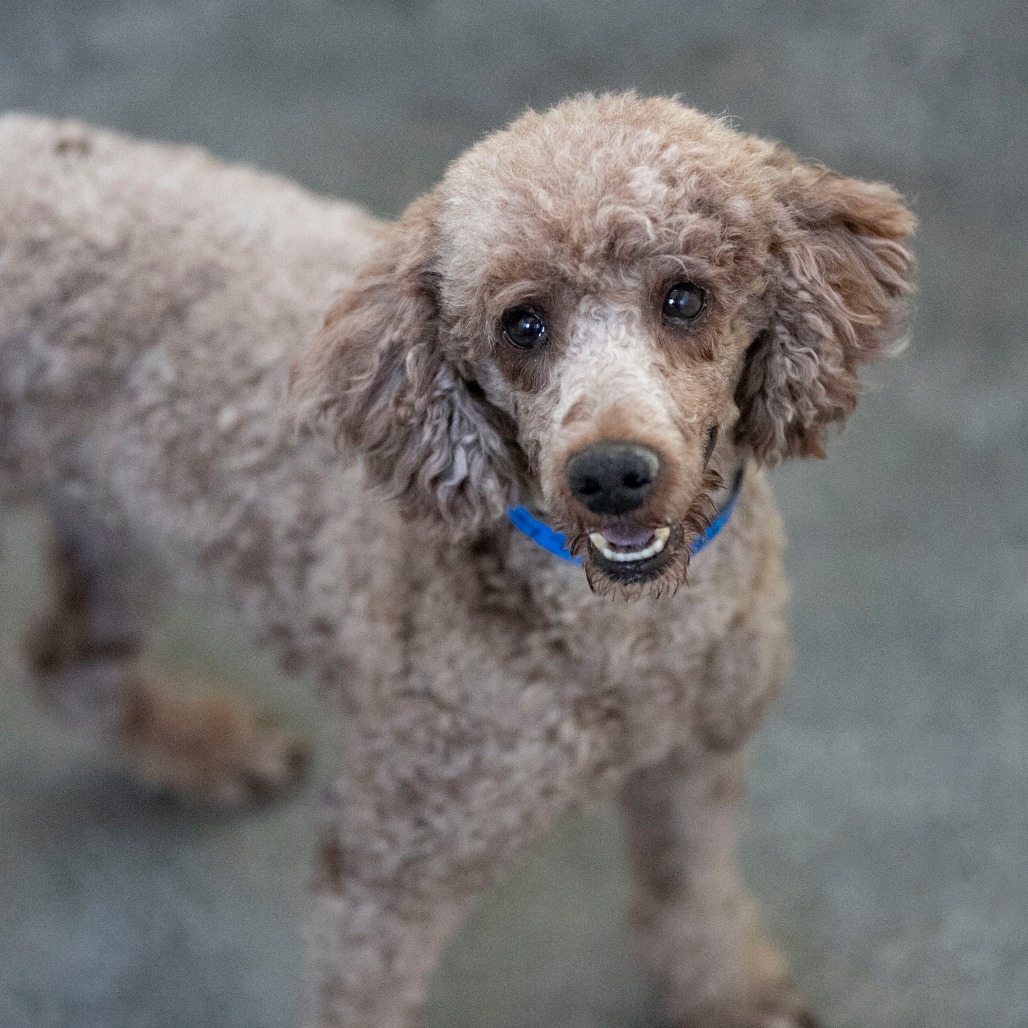 BENTLEY (OT26-31) - Poodle / Miniature available for adoption