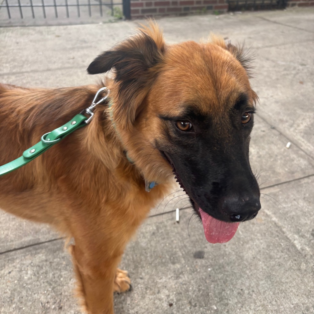 Nashua - FOSTER OR ADOPTER NEEDED