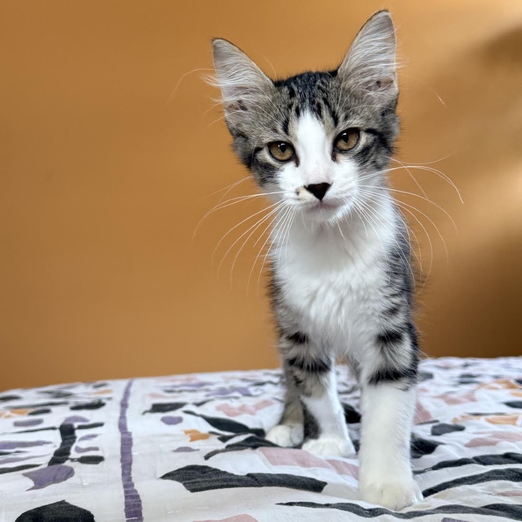 CLEO - Domestic Medium Hair available for adoption