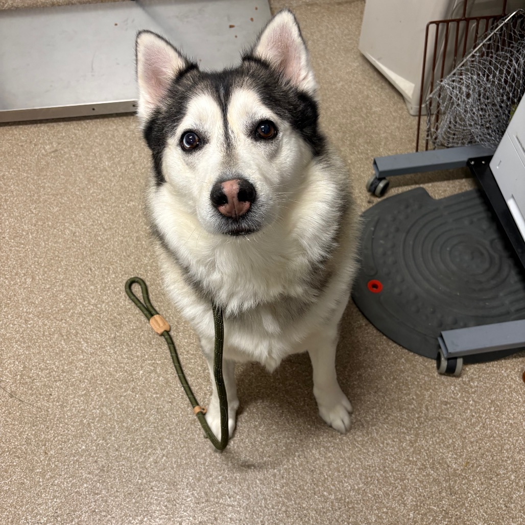 KEYNO - Malamute, Alaskan / Malamute, Alaskan available for adoption