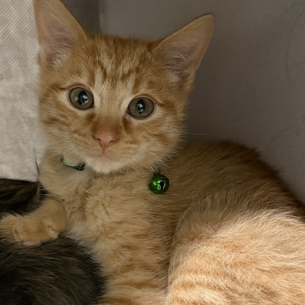 HADES - Domestic Shorthair available for adoption