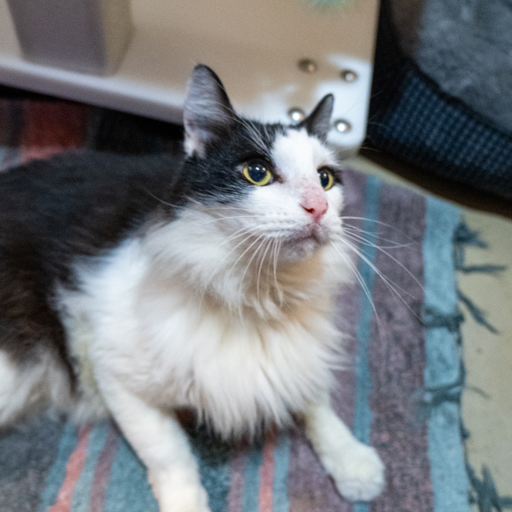 CHASE - Domestic Medium Hair available for adoption